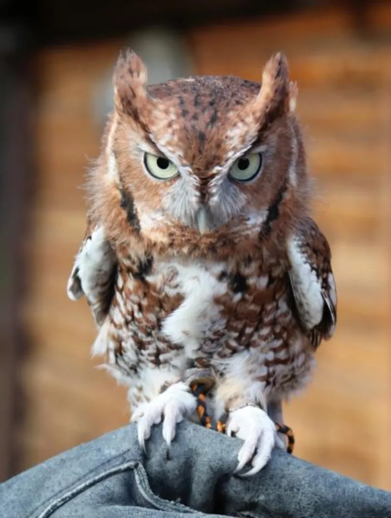 Live Raptors: Birds of Prey