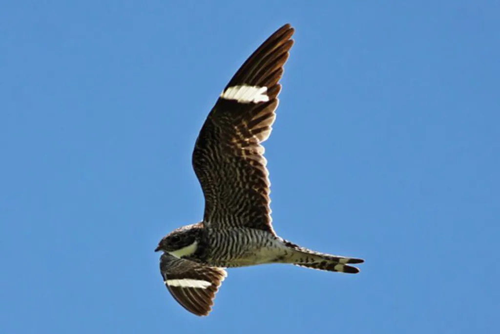 Nighthawk Watch