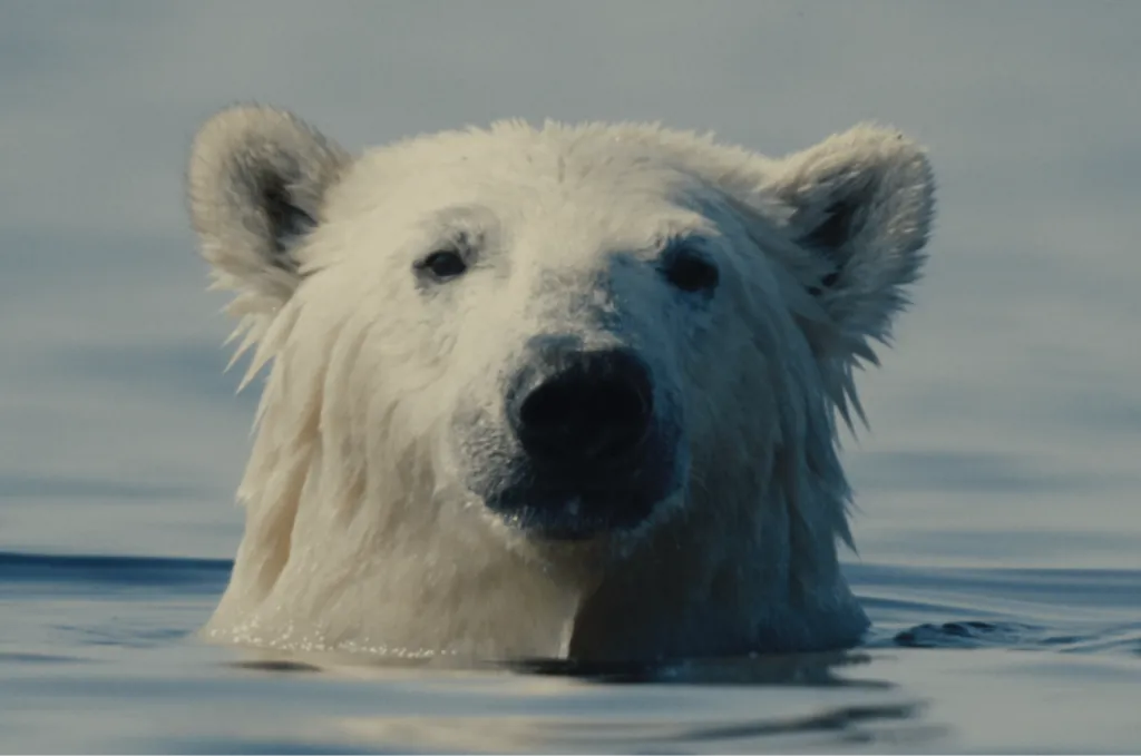 Nuisance Bear