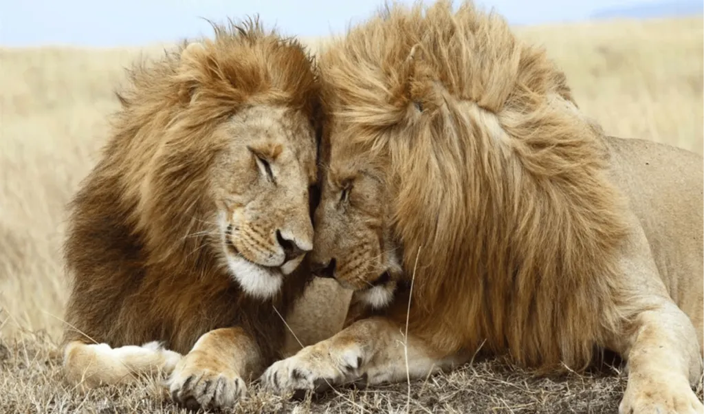 2026 Utah Queer Film Festival: Second Nature: Gender and Sexuality in the Animal World