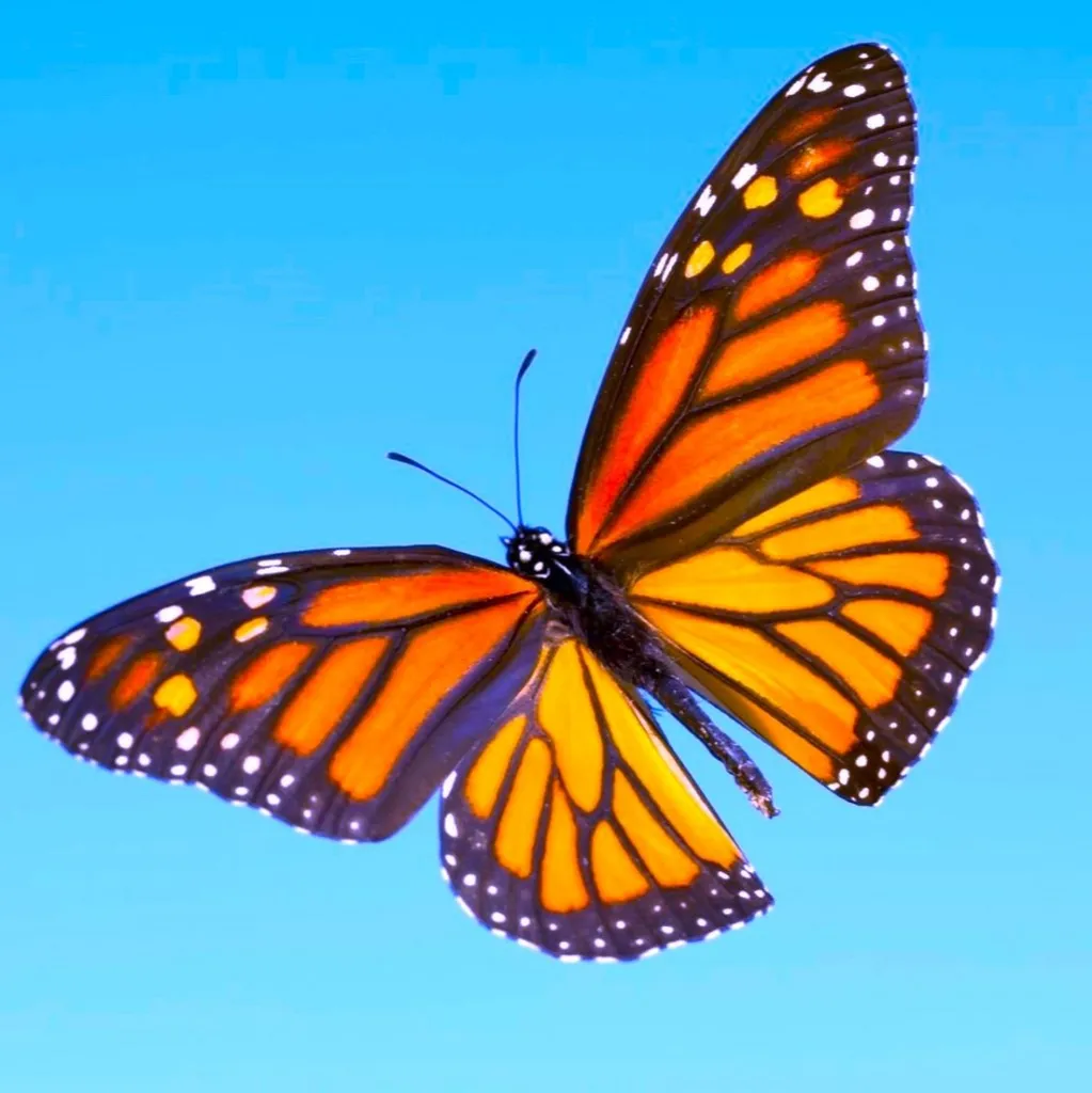 Magnificent Monarch Butterfly Acrylic Painting Workshop
