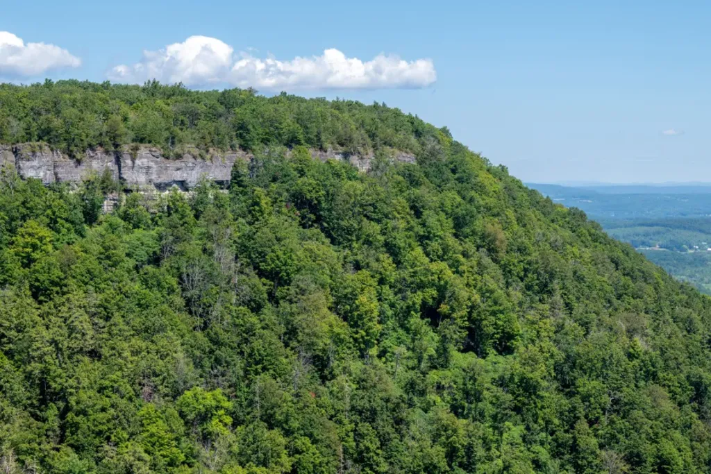 A Walk Through the Paleozoic