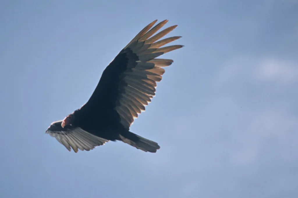 "V" is for Vulture