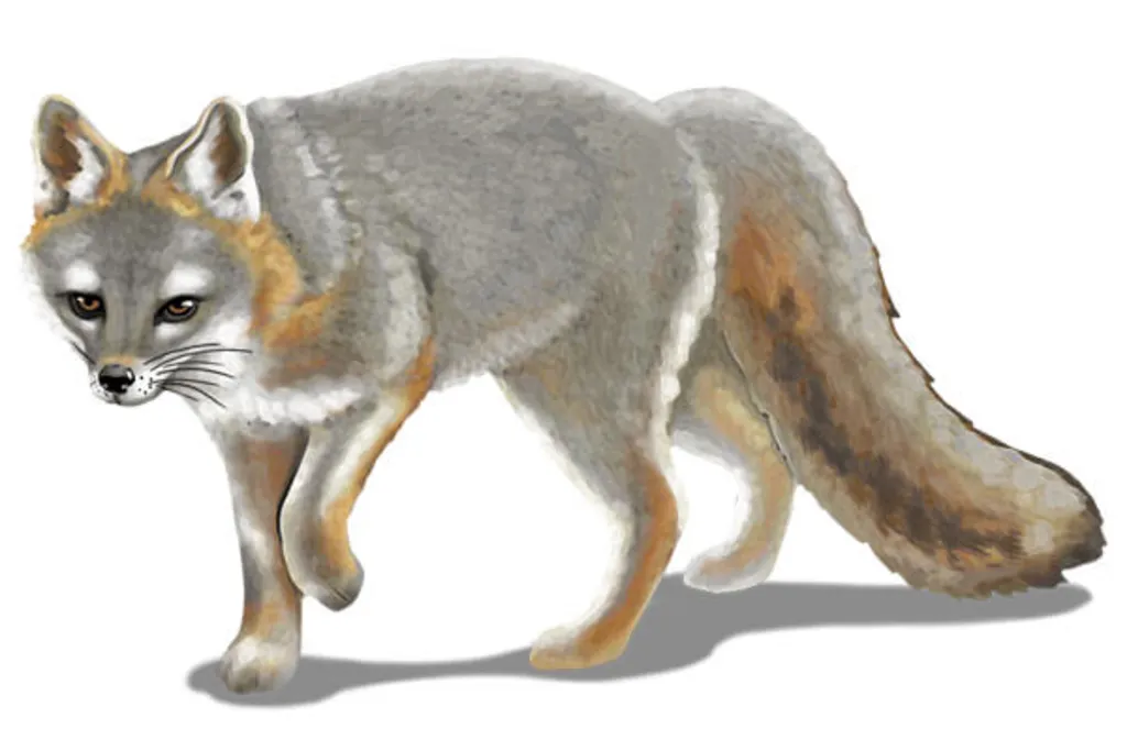 Fox Trot