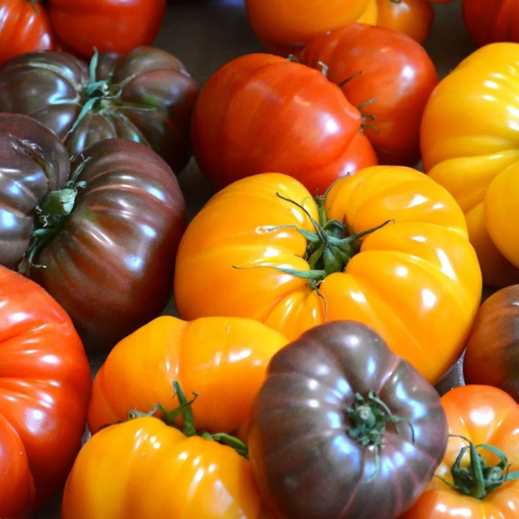 All Things Tomatoes Class
