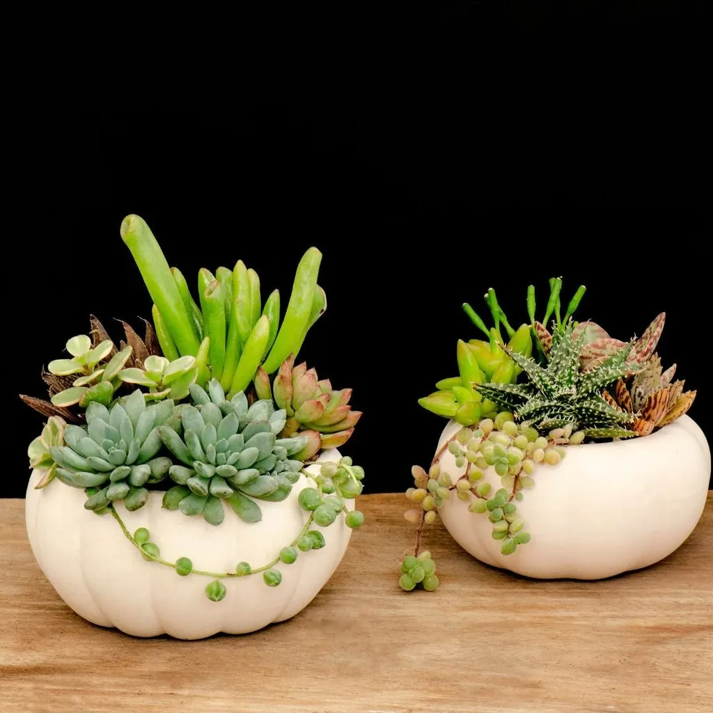 Succulent Pumpkin Arrangement Workshop