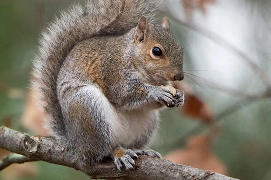 Nuts for Squirrels
