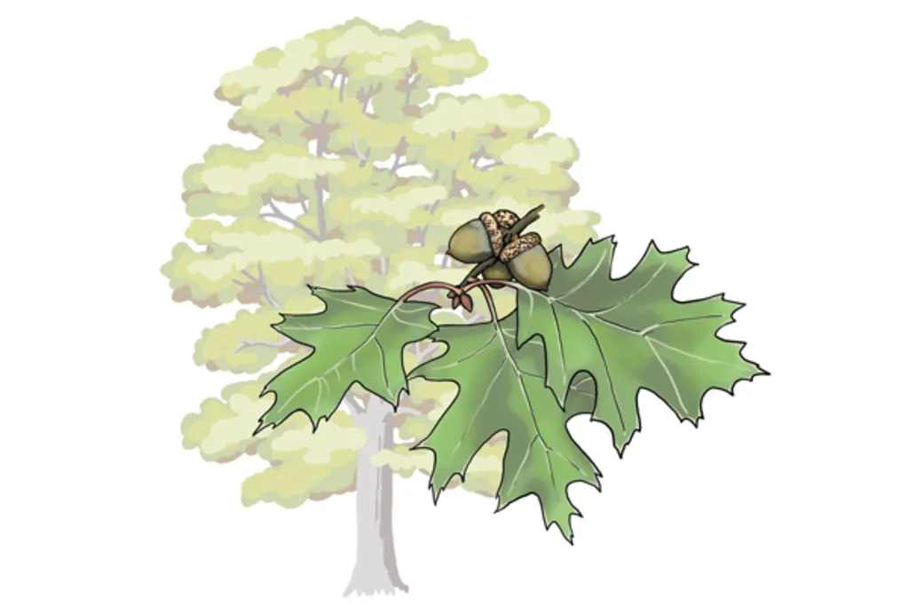 Know Your Oaks