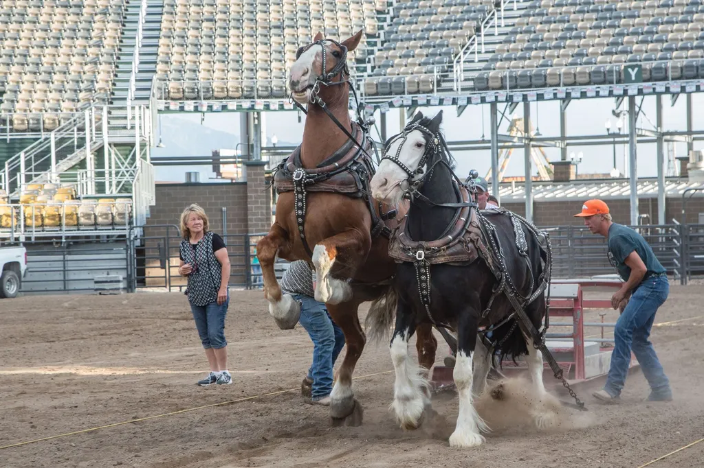 Draft Horse Pull