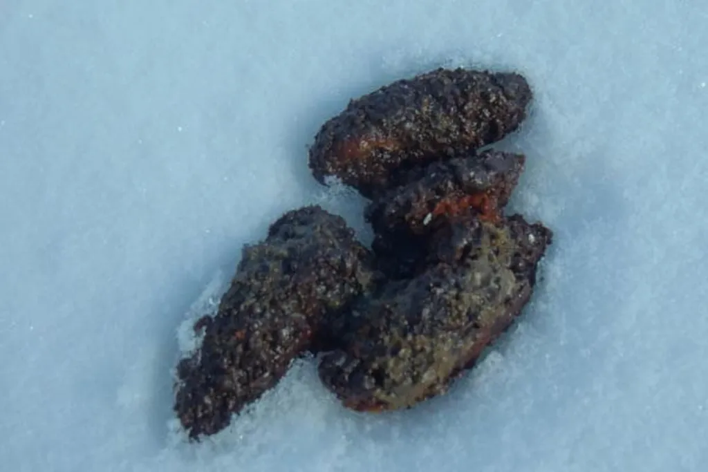 The Scoop on Poop