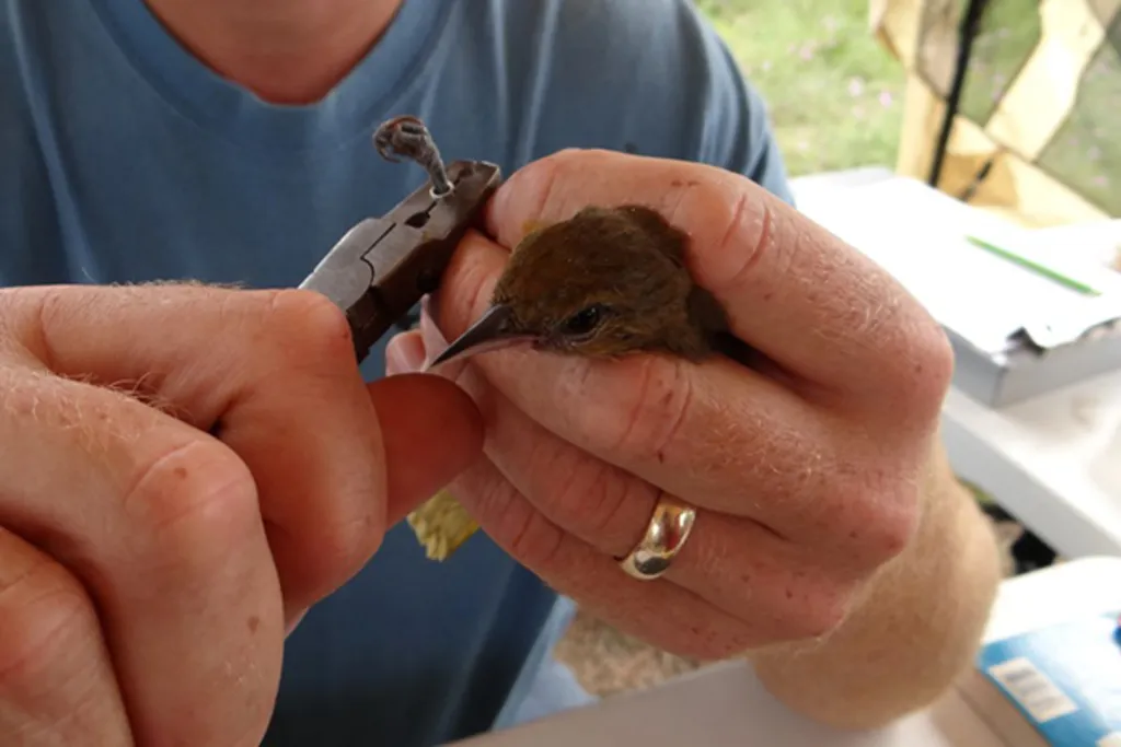 Drop-In Bird Banding Observation