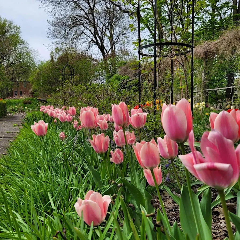 STEAM: Community Tulip Planting/ Horticulture & Agricultural Sciences