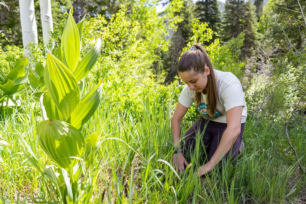 Wildflower Seed Collection
