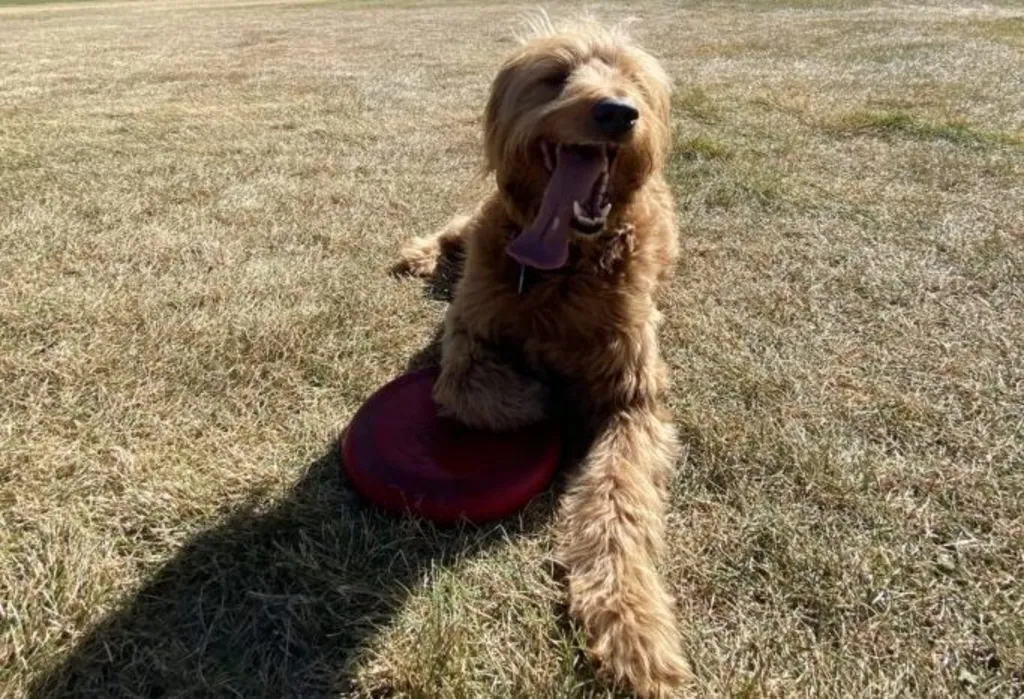 Bark at the Utah Olympic Park