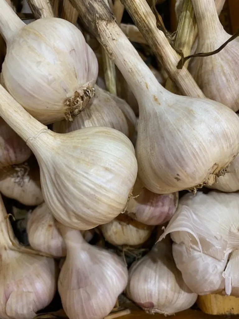 Growing Garlic 101