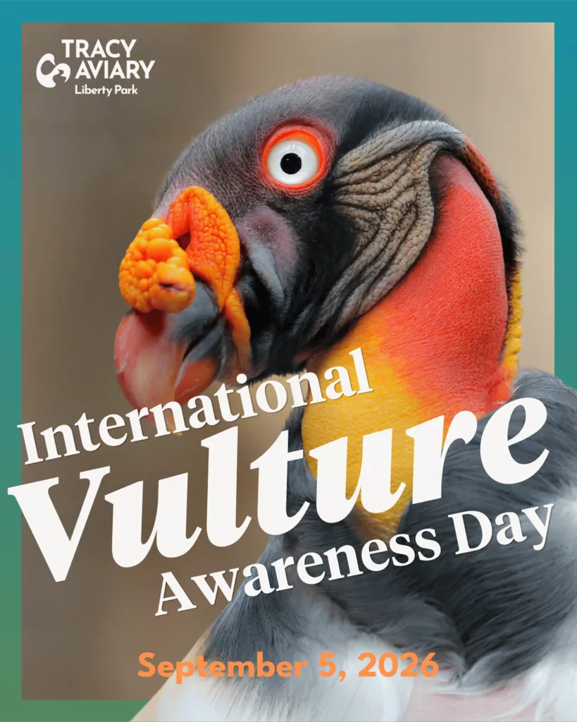 IVAD – International Vulture Awareness Day