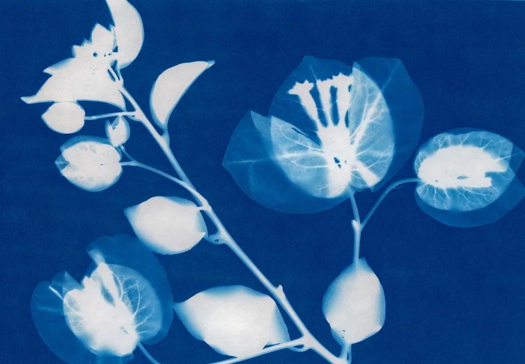 Cyanotype Workshop @ Soule In-Person