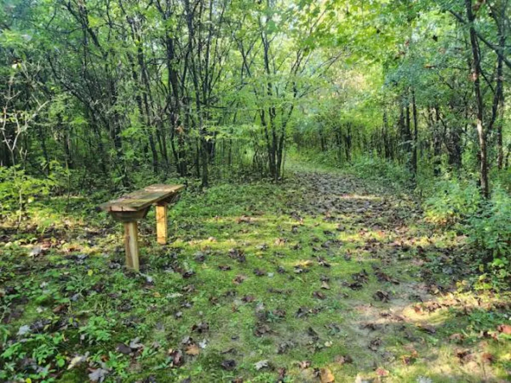 Guided Nature Walk: Mooney Carrese Forest