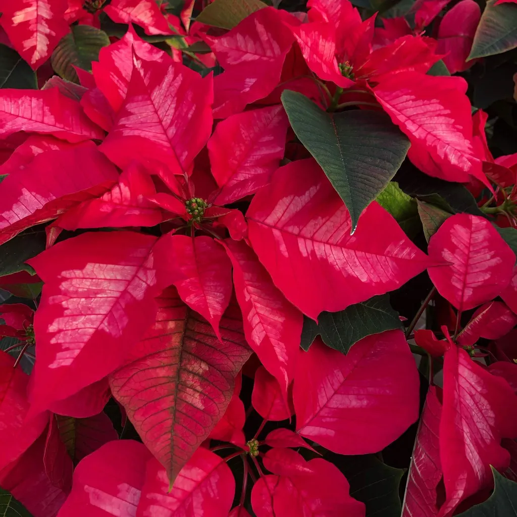 The Care and Feeding of Holiday Plants