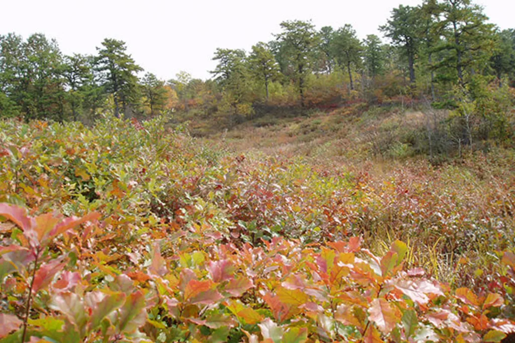 Fall Foliage Color Walk