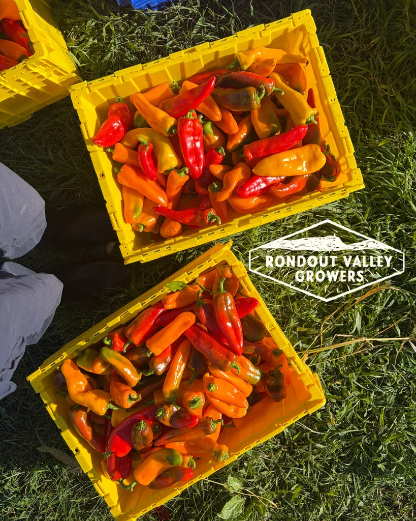 Mission Monday: Rondout Valley Growers Association