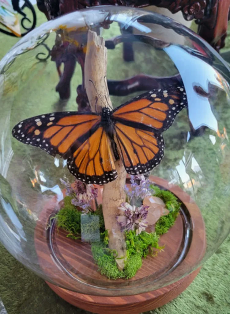 Lurking Wings & Hidden Things: Halloween Butterfly Displays, Sat Oct 10, 1-3 pm