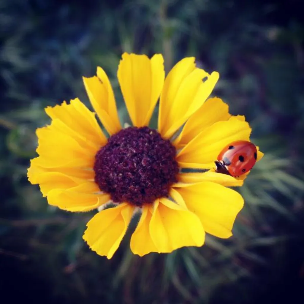Kids Paint & Sip: Sunflower and Ladybug
