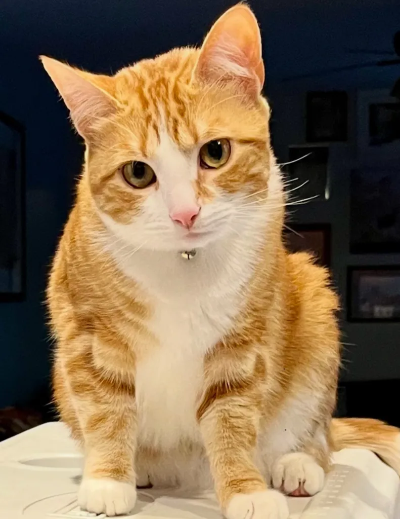 Central- Read to a Therapy Cat In-Person