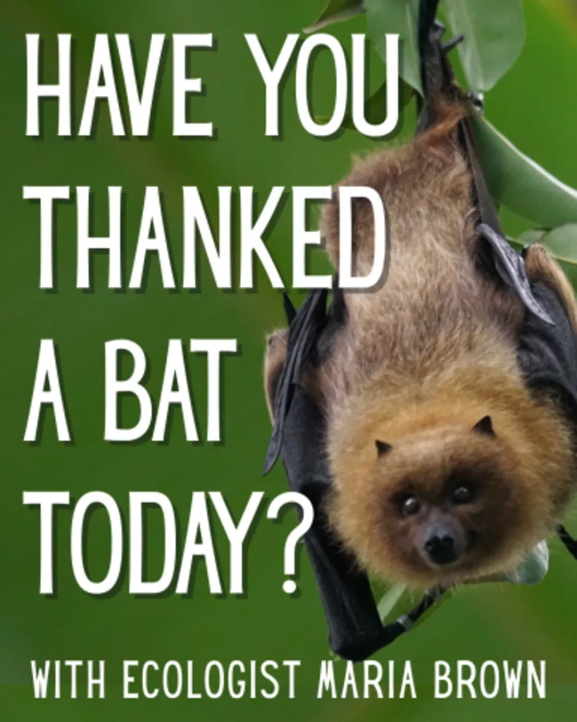 Have you thanked a bat today?