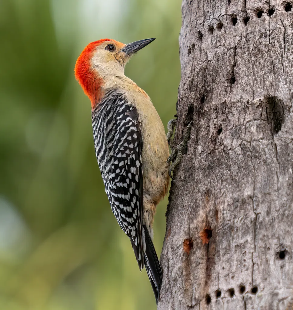 Birding for Beginners