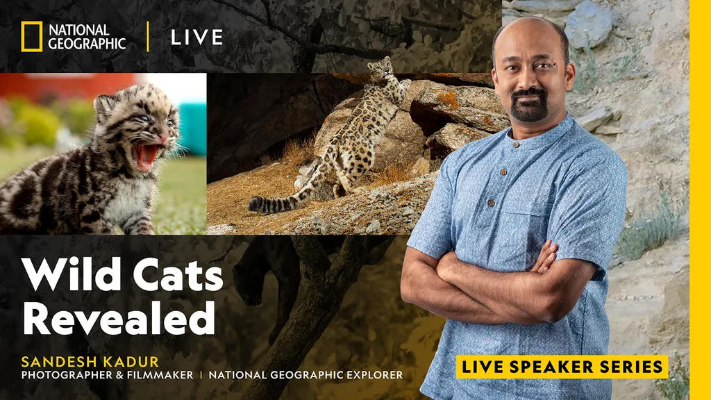 Wild Cats Revealed With Sandesh Kadur
