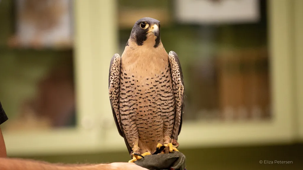 Raptor Meet & Greet at the Natural History Museum of Utah