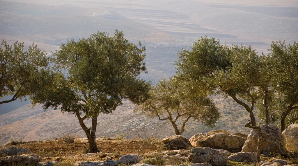 Stories of Palestine, in Reverence and in Grief