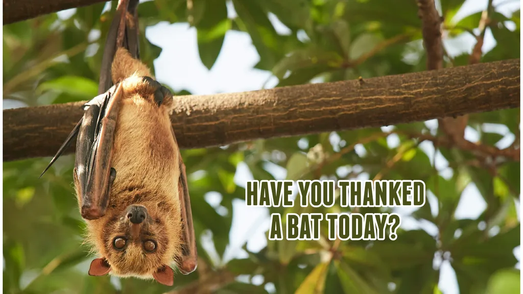 Have You Thanked a Bat Today?