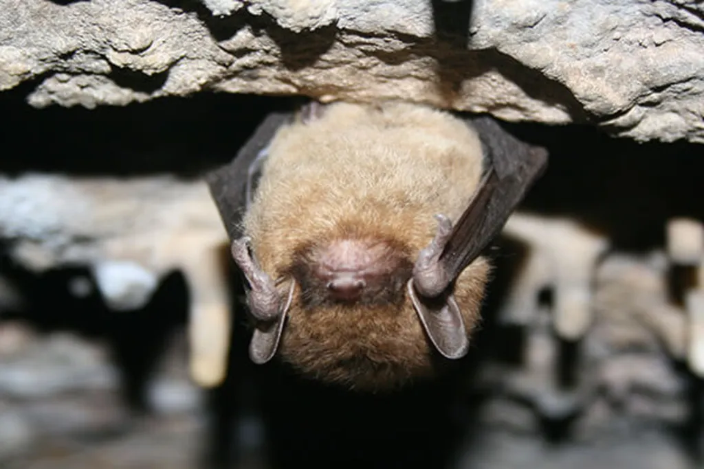 Batty for Bats