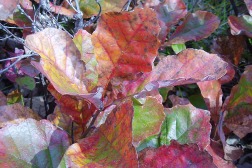 Photos and Foliage