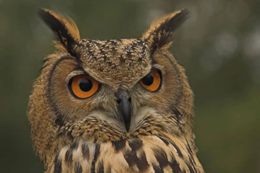 Owl Prowl