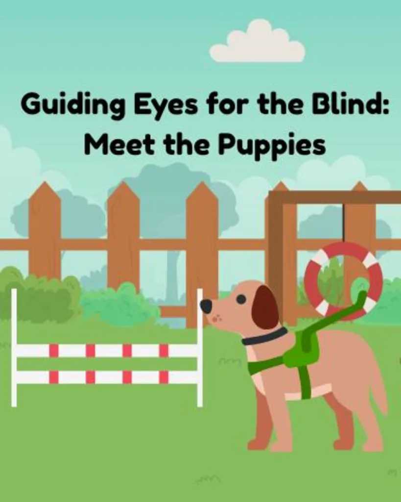 Guiding Eyes for the Blind
