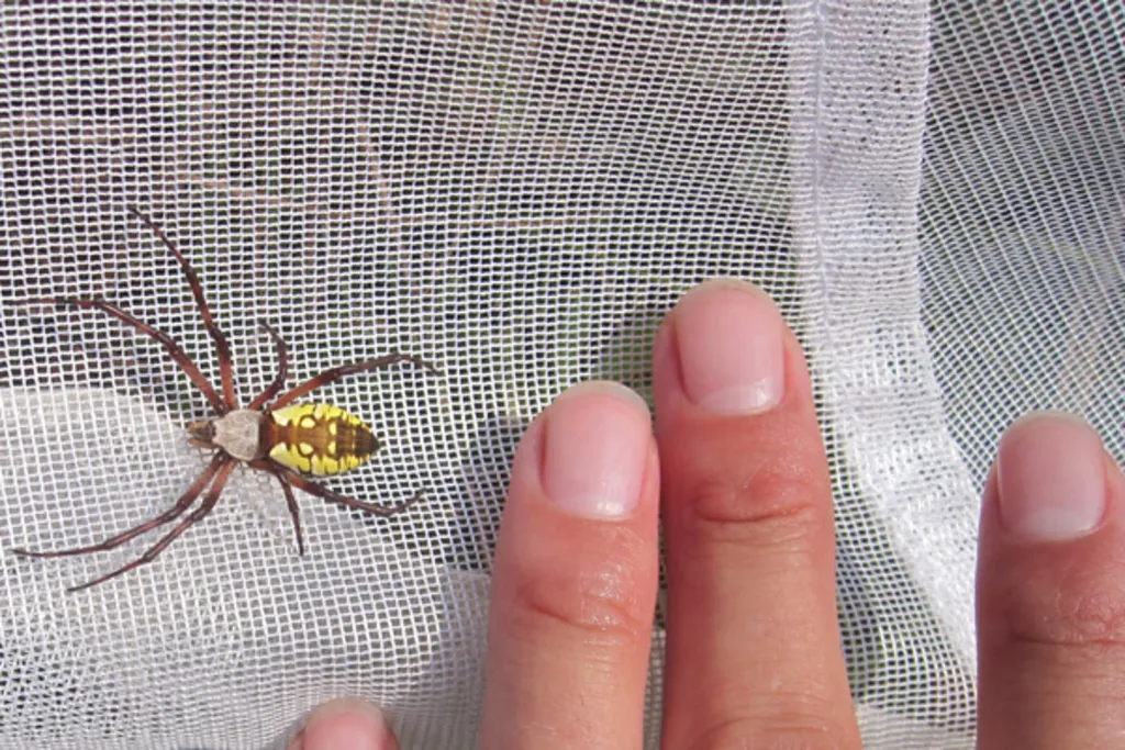 Save a Spider