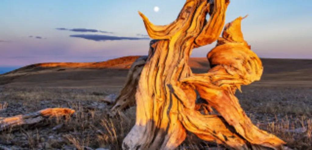 The Sagebrush Ocean