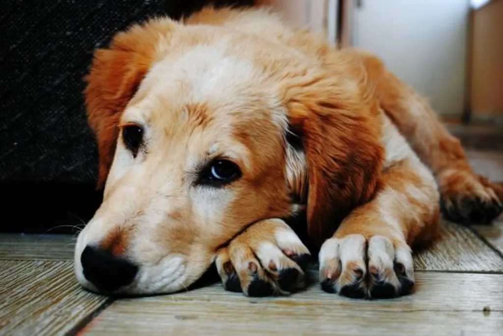 Animal Communication with a Psychic Medium