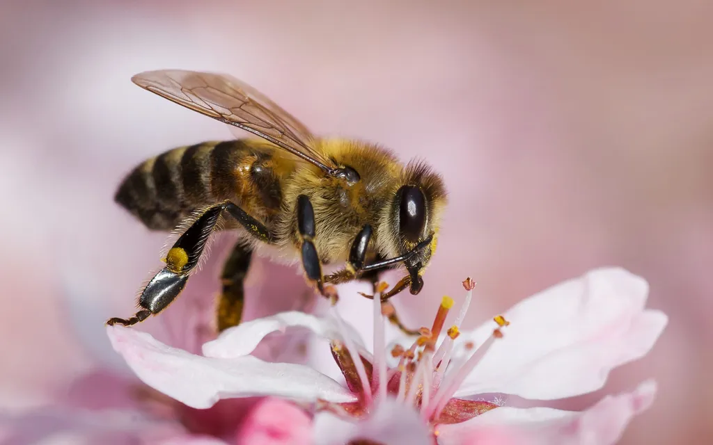 Bee Amazed! — An Up-Close Adventure with Honey Bees