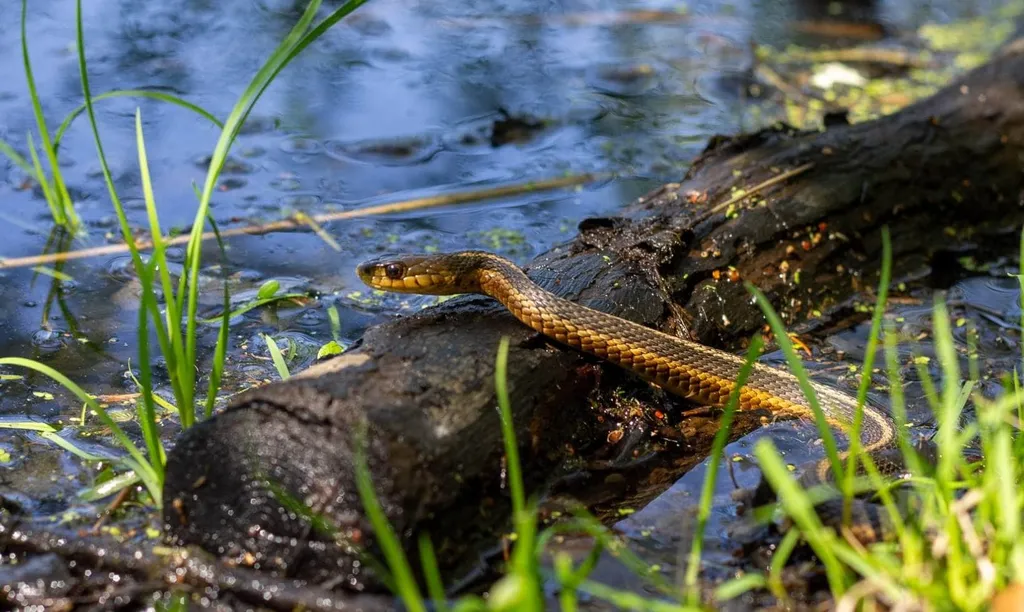 Animal Encounter: Misunderstood No More (for families, ages 4+)