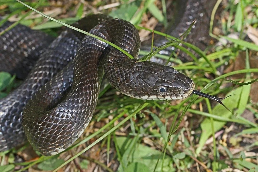 Animal Encounter: Snake Feeding Demonstration (for everyone)