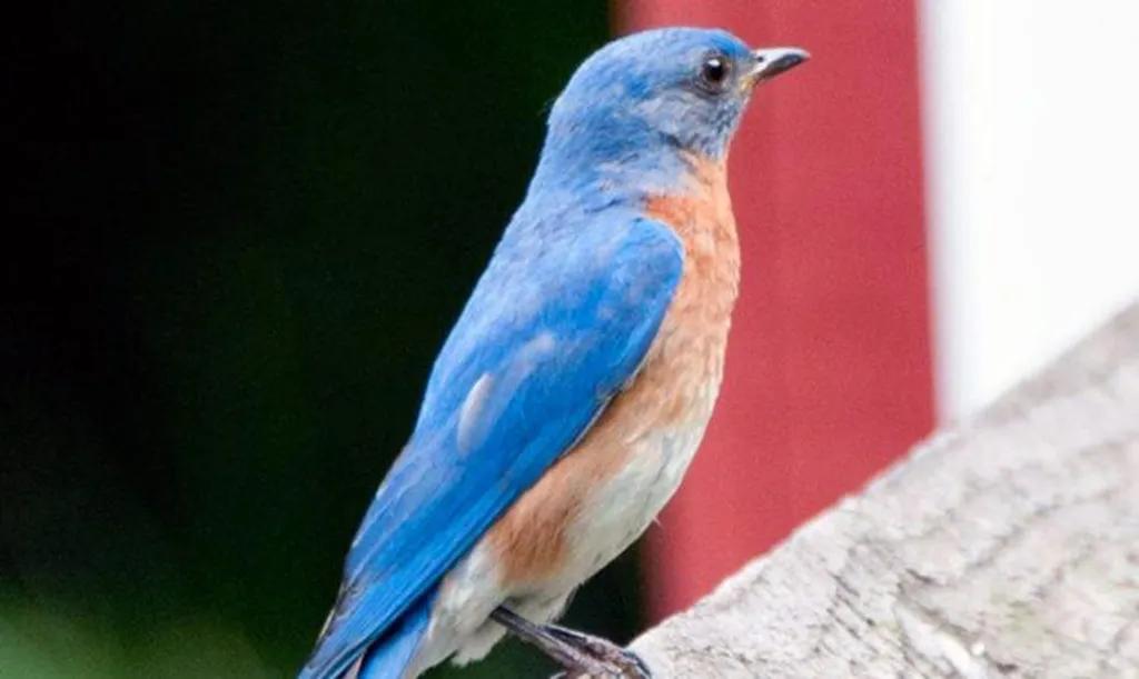 Birding Basics at the Chappaqua Public Library (for everyone)