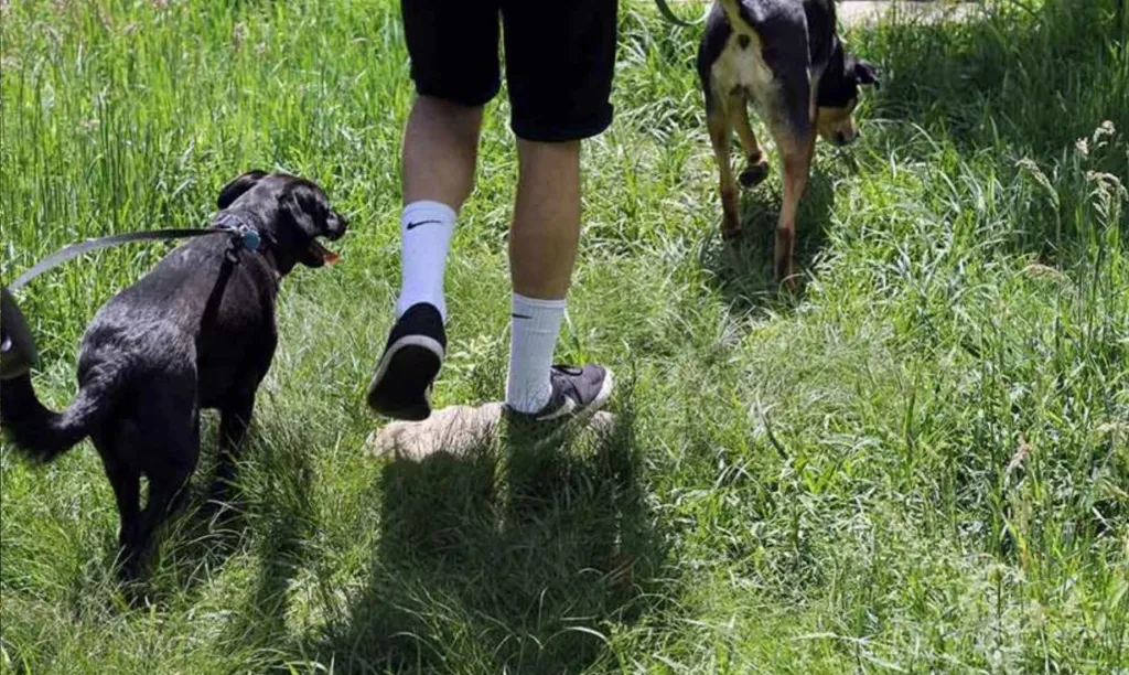 Hit the Trails: Bring Your Pup (for everyone ages 8+)