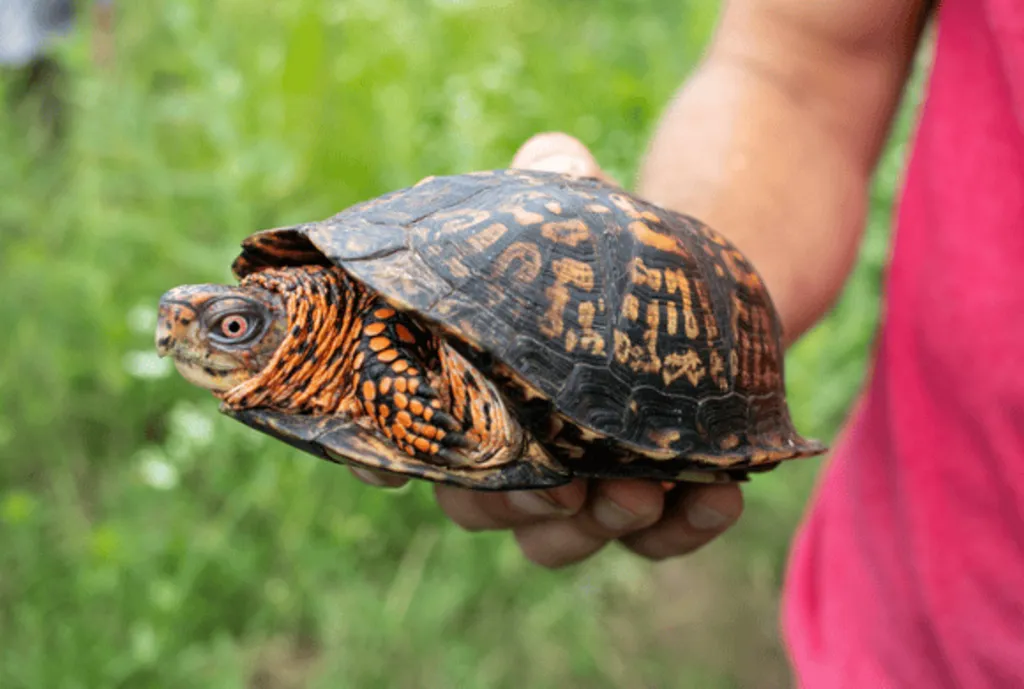 Animal Encounter: Reptiles Rule (for families, Ages 4+)