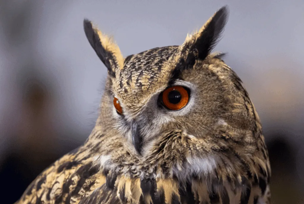 Animal Encounter: Raptor Responsible (For everyone ages 8+)