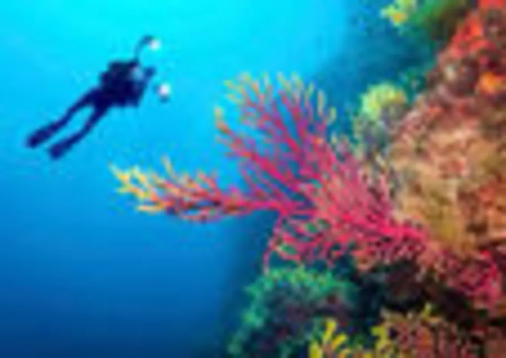 Road Scholar Programs: Saving the Hidden Coral: Film Screening & Conversation