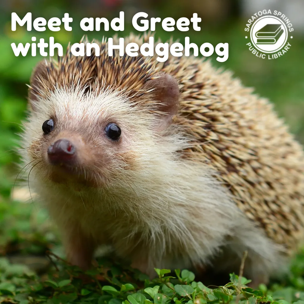 Meet & Greet with a Hedgehog In-Person